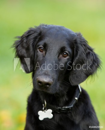 Picture of Flatcoated retriever 